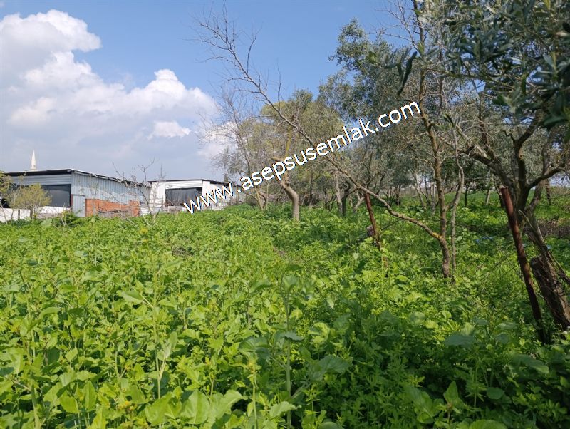 1.470 M2 Müstakil Köy Evi Arsa Meyve Bahçeli Bağ-Bahçe Asmalıder