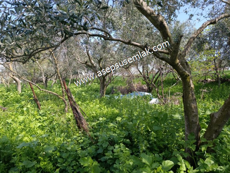 1.470 M2 Müstakil Köy Evi Arsa Meyve Bahçeli Bağ-Bahçe Asmalıder