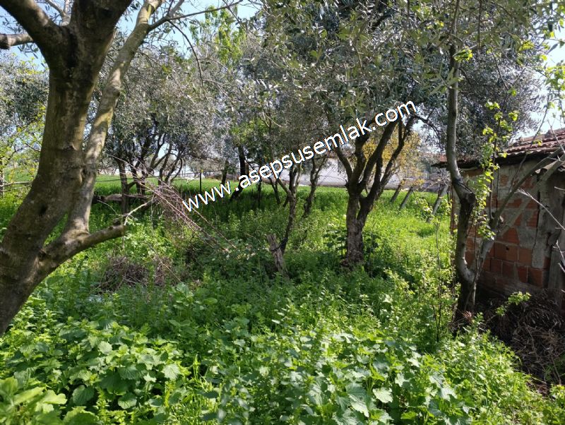 1.470 M2 Müstakil Köy Evi Arsa Meyve Bahçeli Bağ-Bahçe Asmalıder