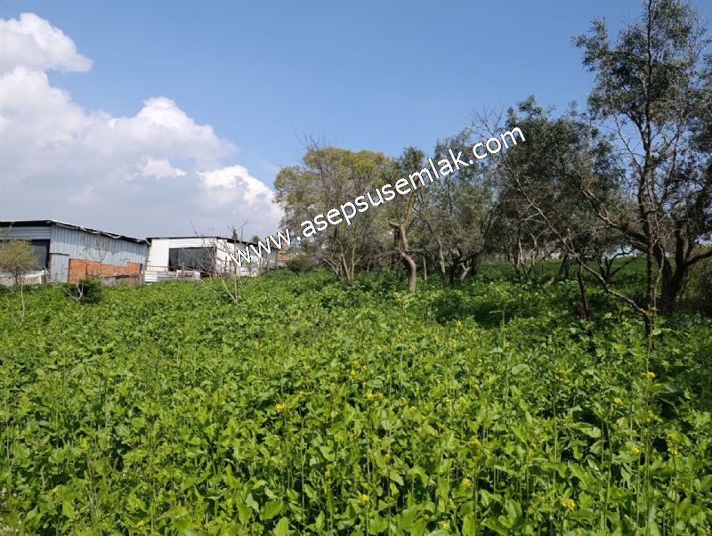 1.470 M2 Müstakil Köy Evi Arsa Meyve Bahçeli Bağ-Bahçe Asmalıder