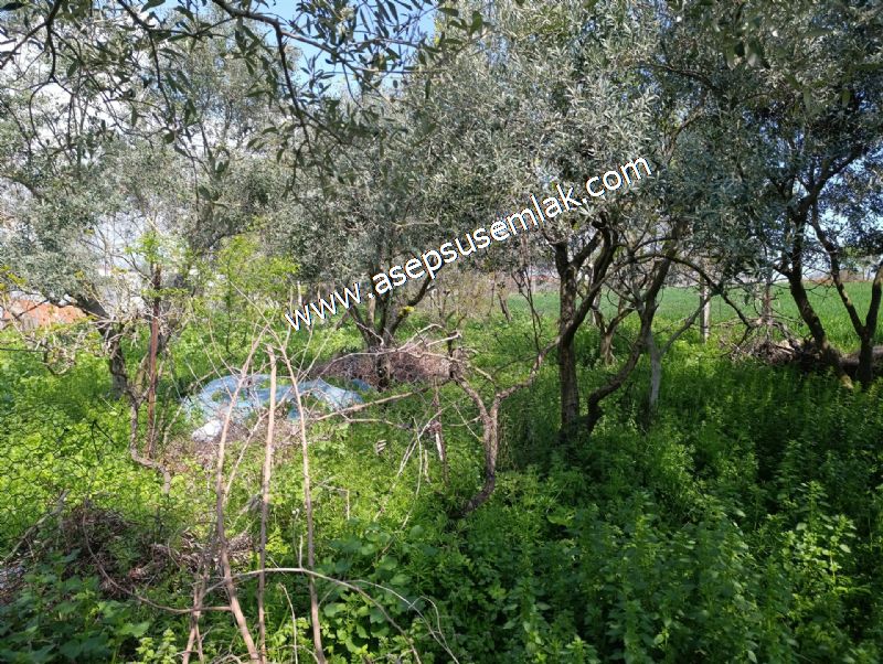 1.470 M2 Müstakil Köy Evi Arsa Meyve Bahçeli Bağ-Bahçe Asmalıder