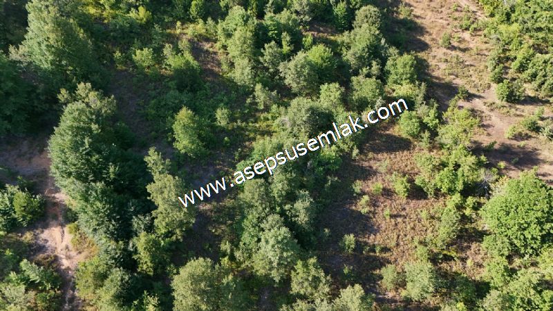10.800 m2 Ormana Cepheli Tarla, Bağ-Bahçe, Hobi Bahçesi Fındıklı