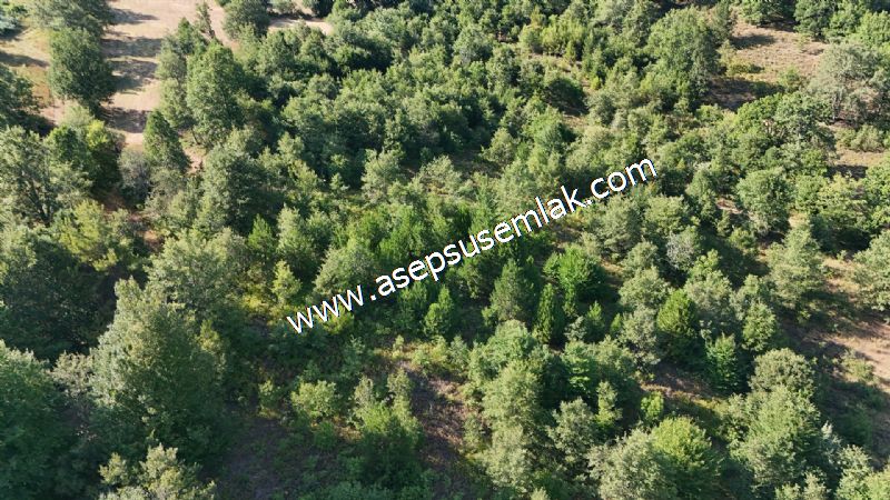 10.800 m2 Ormana Cepheli Tarla, Bağ-Bahçe, Hobi Bahçesi Fındıklı