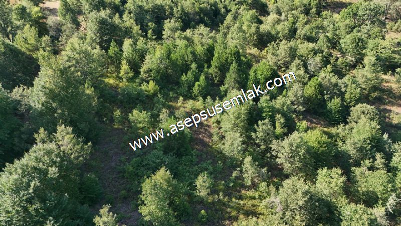 10.800 m2 Ormana Cepheli Tarla, Bağ-Bahçe, Hobi Bahçesi Fındıklı