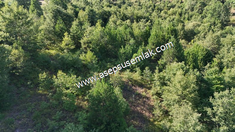 10.800 m2 Ormana Cepheli Tarla, Bağ-Bahçe, Hobi Bahçesi Fındıklı