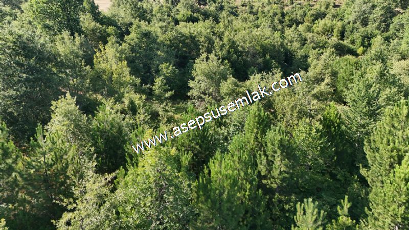 10.800 m2 Ormana Cepheli Tarla, Bağ-Bahçe, Hobi Bahçesi Fındıklı