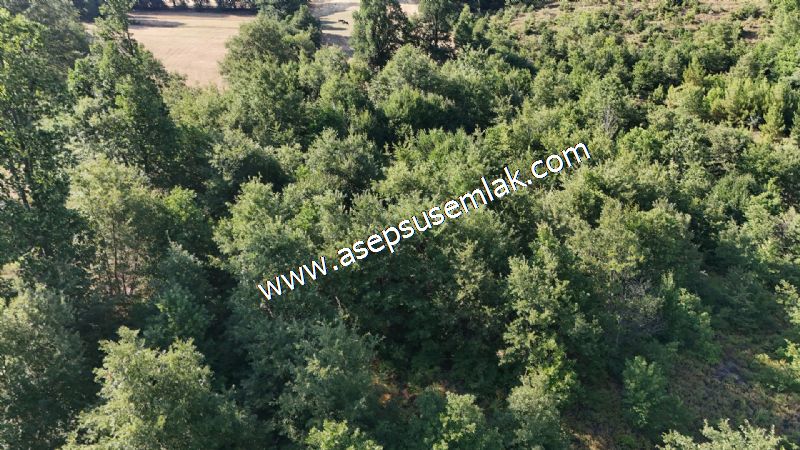 10.800 m2 Ormana Cepheli Tarla, Bağ-Bahçe, Hobi Bahçesi Fındıklı