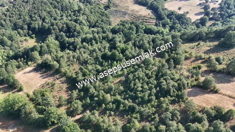 10.800 m2 Ormana Cepheli Tarla, Bağ-Bahçe, Hobi Bahçesi Fındıklı