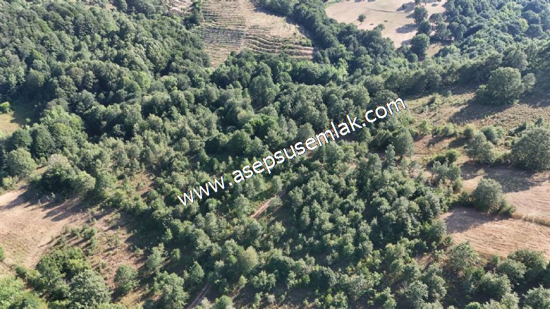 10.800 m2 Ormana Cepheli Tarla, Bağ-Bahçe, Hobi Bahçesi Fındıklı