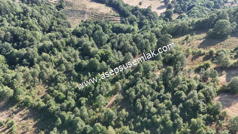 10.800 m2 Ormana Cepheli Tarla, Bağ-Bahçe, Hobi Bahçesi Fındıklı