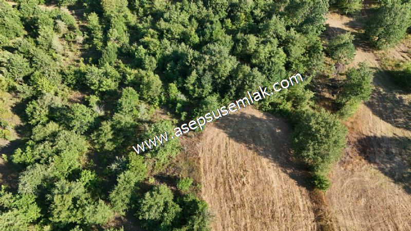 10.800 m2 Ormana Cepheli Tarla, Bağ-Bahçe, Hobi Bahçesi Fındıklı