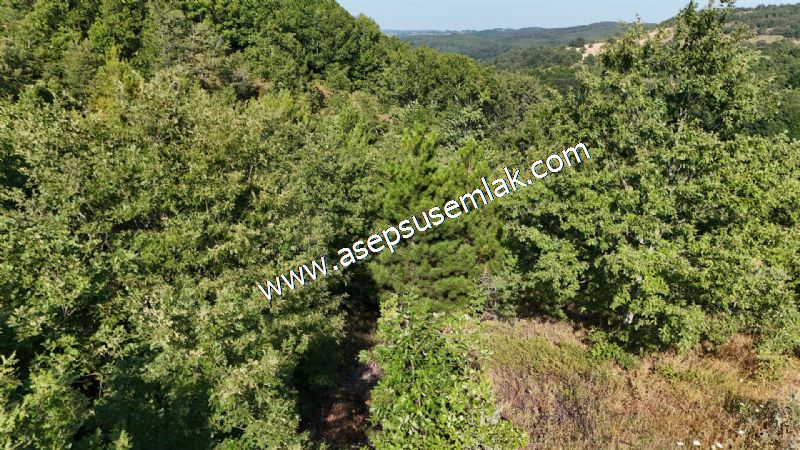 10.800 m2 Ormana Cepheli Tarla, Bağ-Bahçe, Hobi Bahçesi Fındıklı