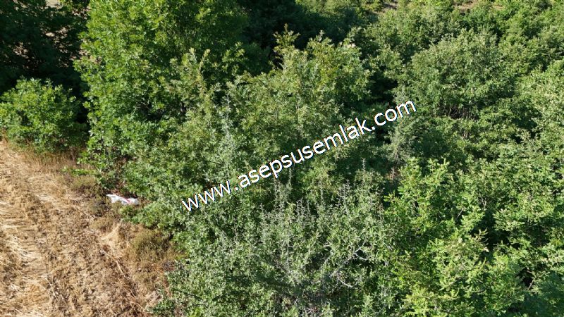 10.800 m2 Ormana Cepheli Tarla, Bağ-Bahçe, Hobi Bahçesi Fındıklı