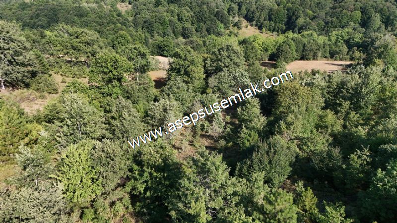 10.800 m2 Ormana Cepheli Tarla, Bağ-Bahçe, Hobi Bahçesi Fındıklı