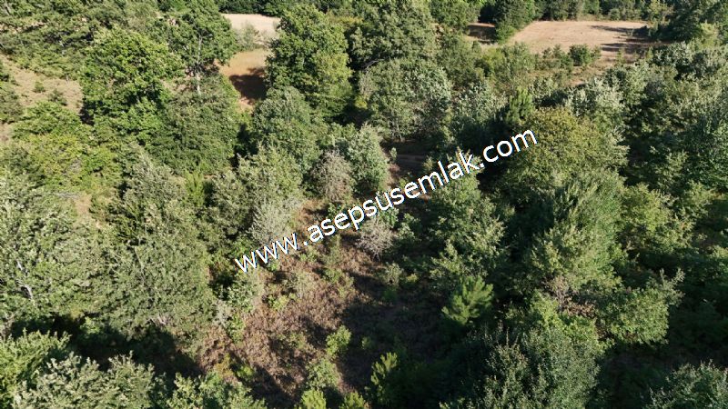 10.800 m2 Ormana Cepheli Tarla, Bağ-Bahçe, Hobi Bahçesi Fındıklı