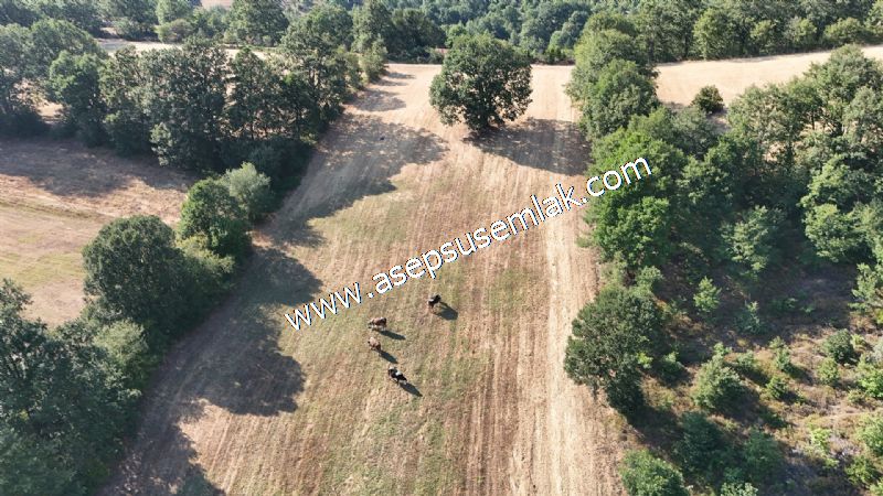 10.800 m2 Ormana Cepheli Tarla, Bağ-Bahçe, Hobi Bahçesi Fındıklı