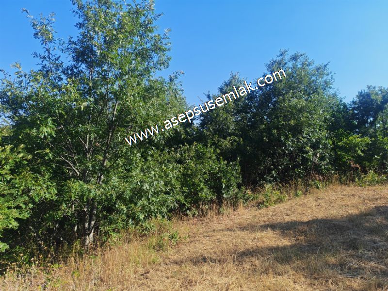 10.800 m2 Ormana Cepheli Tarla, Bağ-Bahçe, Hobi Bahçesi Fındıklı