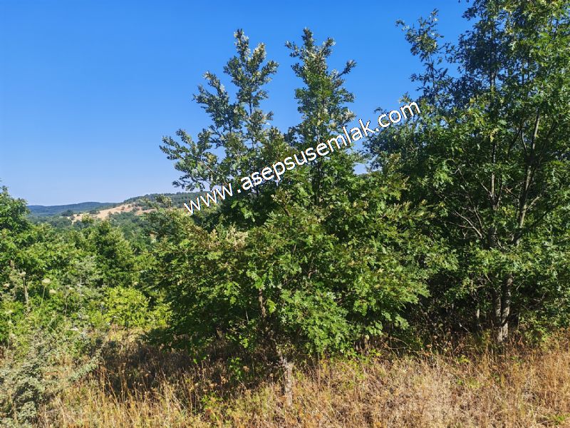 10.800 m2 Ormana Cepheli Tarla, Bağ-Bahçe, Hobi Bahçesi Fındıklı