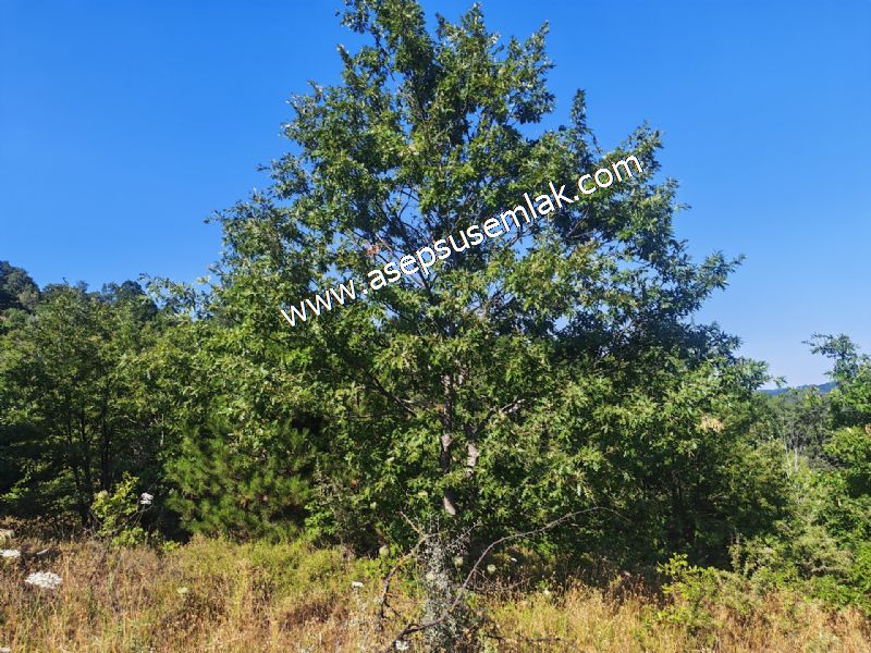 10.800 m2 Ormana Cepheli Tarla, Bağ-Bahçe, Hobi Bahçesi Fındıklı