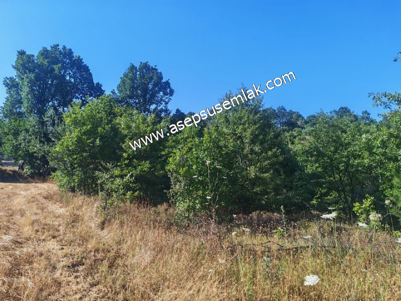 10.800 m2 Ormana Cepheli Tarla, Bağ-Bahçe, Hobi Bahçesi Fındıklı