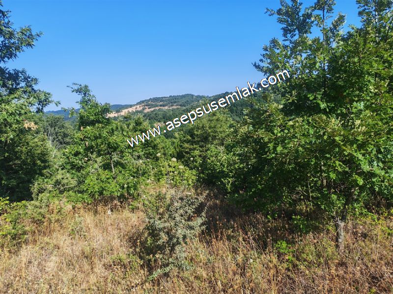 10.800 m2 Ormana Cepheli Tarla, Bağ-Bahçe, Hobi Bahçesi Fındıklı