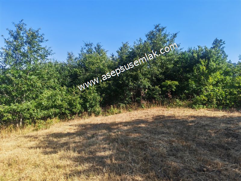 10.800 m2 Ormana Cepheli Tarla, Bağ-Bahçe, Hobi Bahçesi Fındıklı