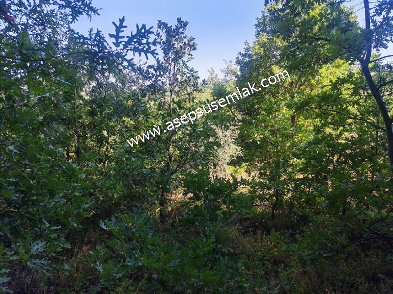 10.800 m2 Ormana Cepheli Tarla, Bağ-Bahçe, Hobi Bahçesi Fındıklı
