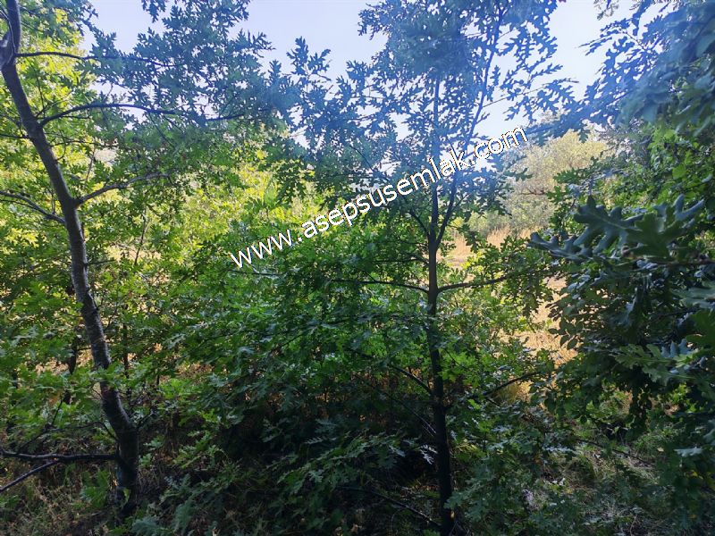 10.800 m2 Ormana Cepheli Tarla, Bağ-Bahçe, Hobi Bahçesi Fındıklı