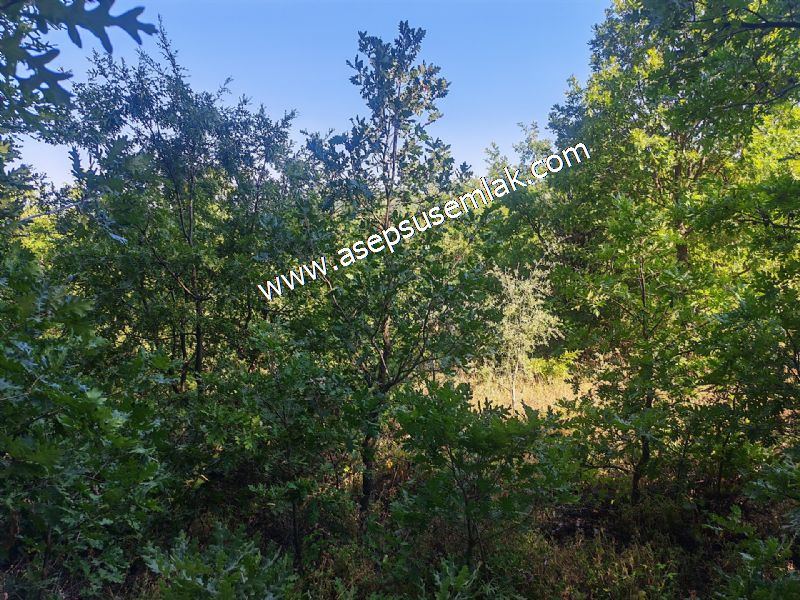 10.800 m2 Ormana Cepheli Tarla, Bağ-Bahçe, Hobi Bahçesi Fındıklı
