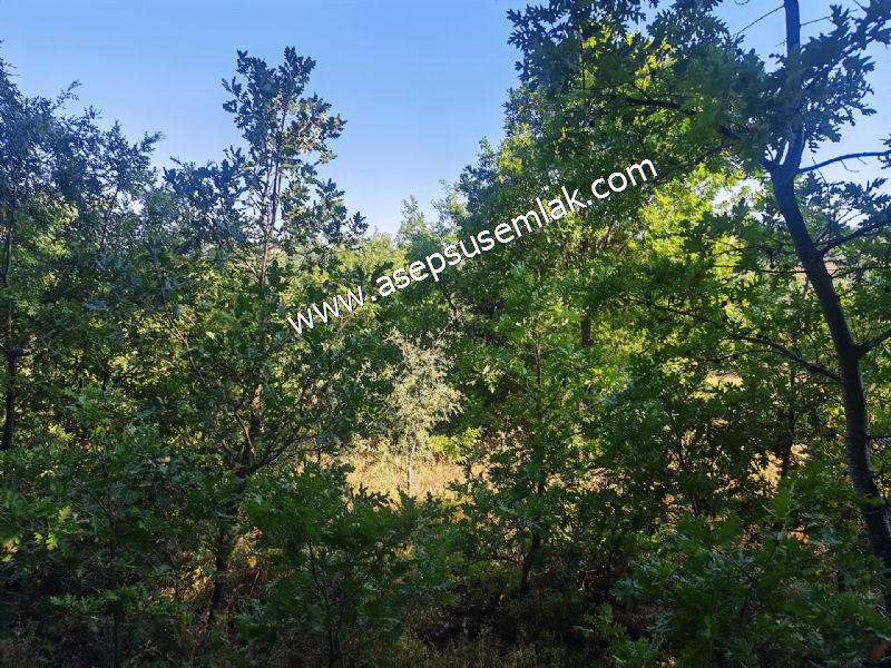 10.800 m2 Ormana Cepheli Tarla, Bağ-Bahçe, Hobi Bahçesi Fındıklı