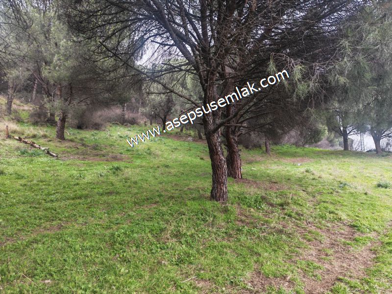 431 m² Mustakil Parsel Doğanın Kalbinde Geleceğin Yatırımı