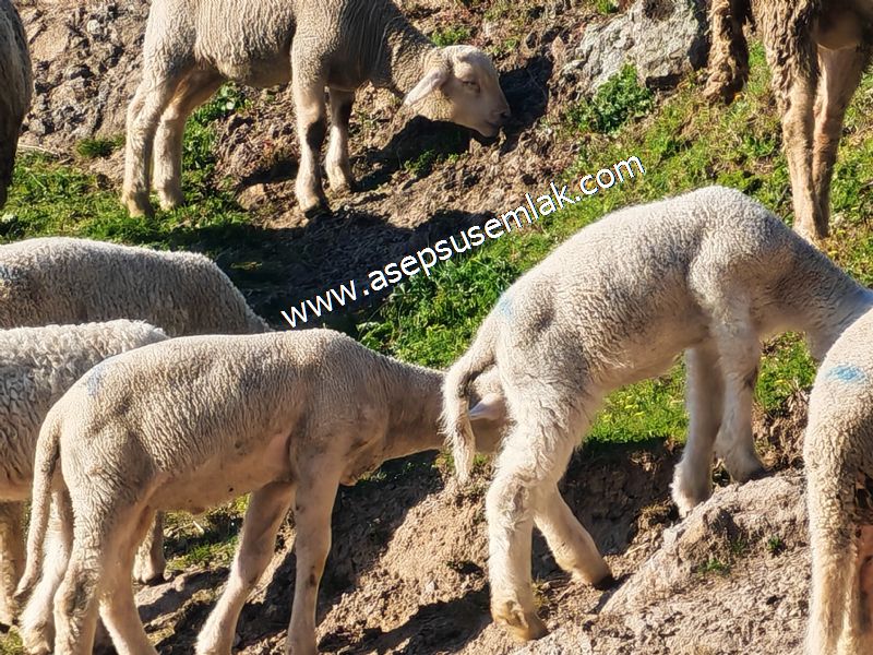 Gönen Yörükkeçidere’de 23.141 m² Yola Cephe | Projeli Yatırımlık Arazi 