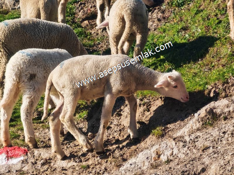 Gönen Yörükkeçidere’de 23.141 m² Yola Cephe | Projeli Yatırımlık Arazi 
