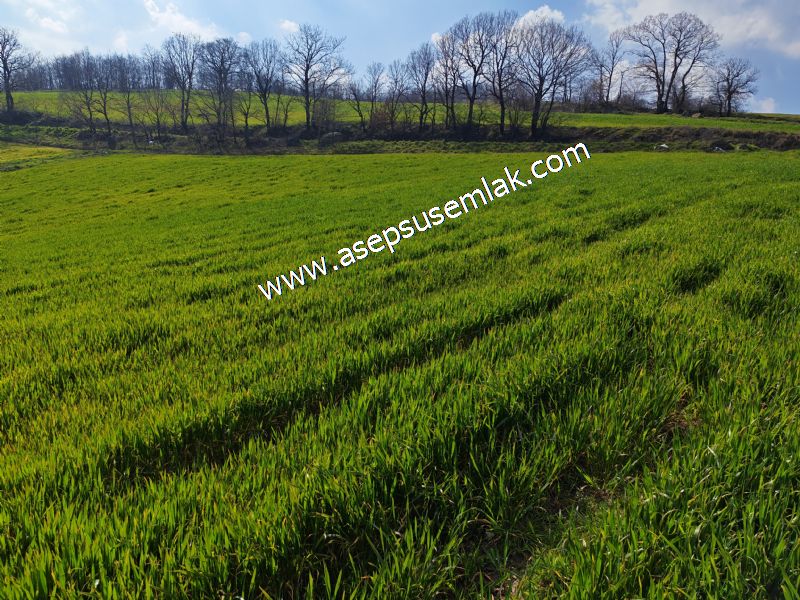 GÖNEN ÇOBANHAMİDİYE’DE ORMAN MANZARALI • ÇİFT KADASTRO YOL CEPHELİ • 15.850 m² SATILIK TARLA