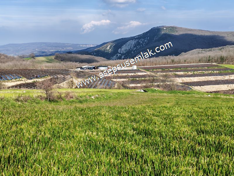 GÖNEN ÇOBANHAMİDİYE’DE ORMAN MANZARALI • ÇİFT KADASTRO YOL CEPHELİ • 15.850 m² SATILIK TARLA