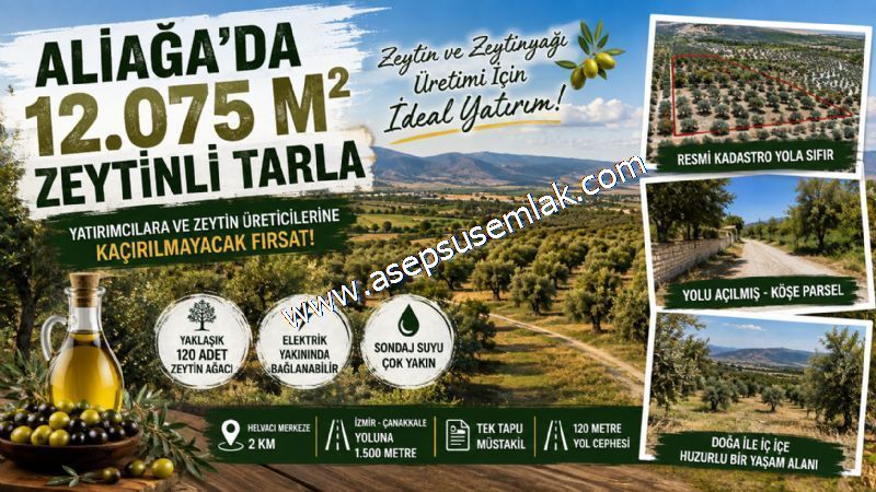 ALİAĞA’DA 12.075 M² ZEYTİNLİK! 120 ZEYTİN AĞACI | 120 MT YOL CEPHESİ | TEK TAPU | YATIRIM FIRSATI
